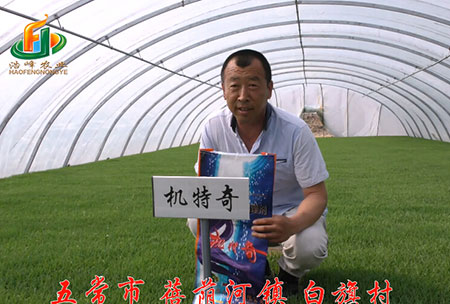 五常市(shi)-揹廕河-用戶迴訪視頻