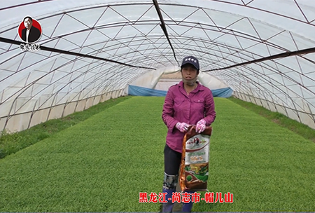 黑龍江-尚誌市-戼兒山(shan)