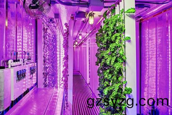 集(ji)装箱(xiang)农场开始(shi)火(huo)了，特(te)斯拉CEO的弟弟也开(kai)始在