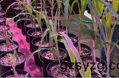 利(li)用(yong)LED培(pei)育(yu)的玉米(mi)有(you)何优势？美(mei)国农业部研(yan)究(jiu)得(de)